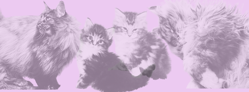 Comportementaliste chat - Garde à domicile et transport